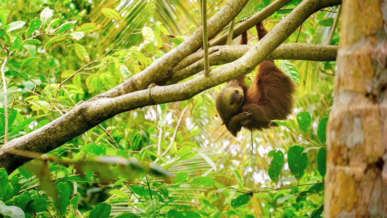 Posada Nena Caribe Puerto Viejo de Talamanca ภายนอก รูปภาพ
