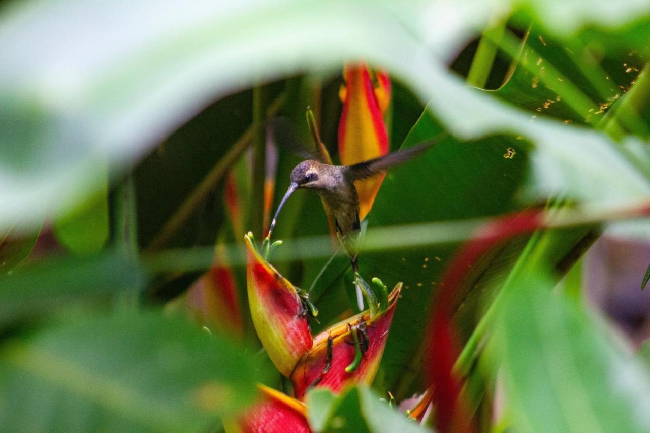 Posada Nena Caribe Puerto Viejo de Talamanca ภายนอก รูปภาพ