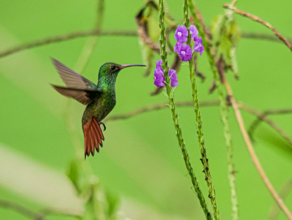 Posada Nena Caribe Puerto Viejo de Talamanca ภายนอก รูปภาพ