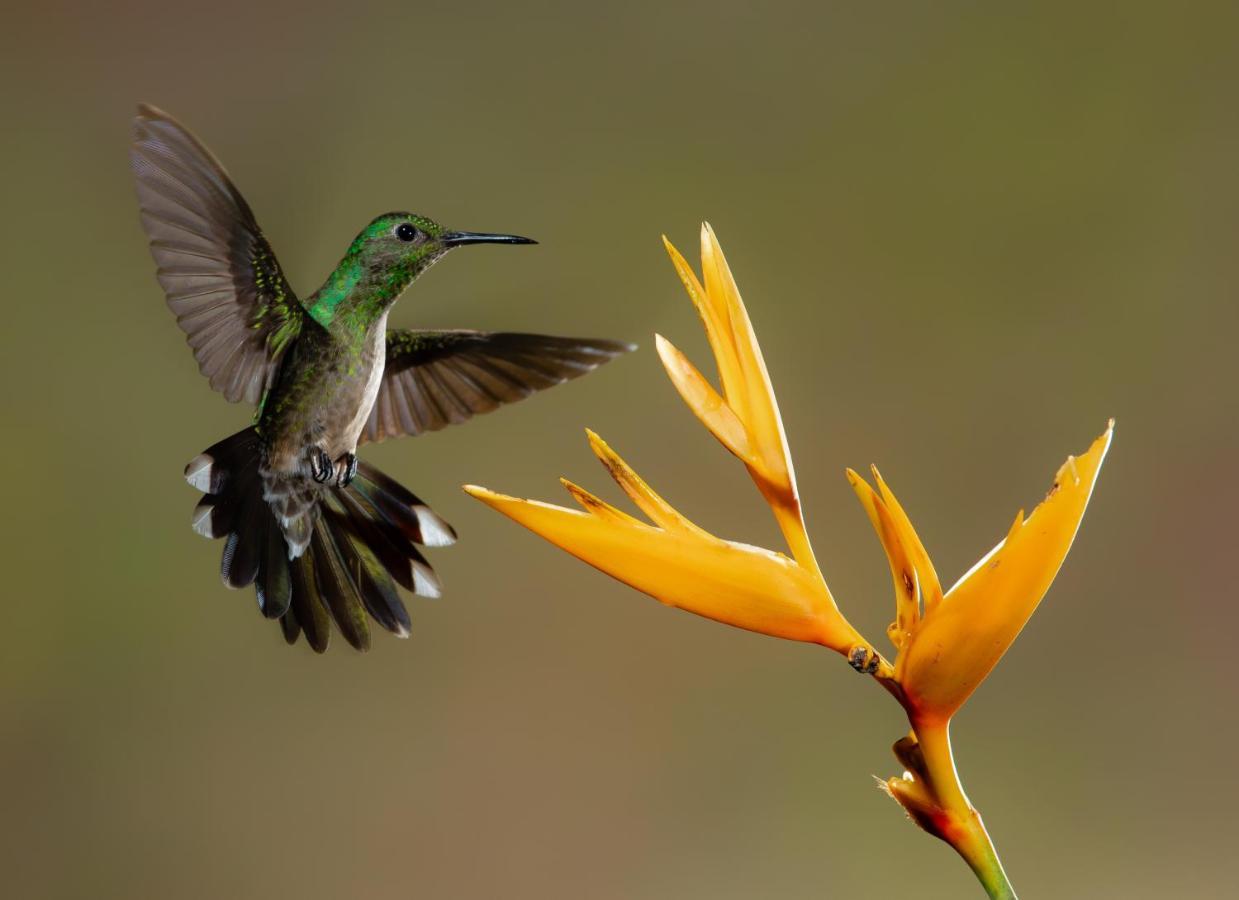 Posada Nena Caribe Puerto Viejo de Talamanca ภายนอก รูปภาพ