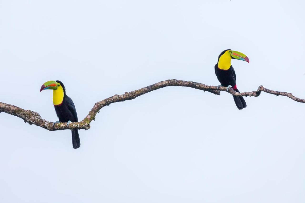 Posada Nena Caribe Puerto Viejo de Talamanca ภายนอก รูปภาพ