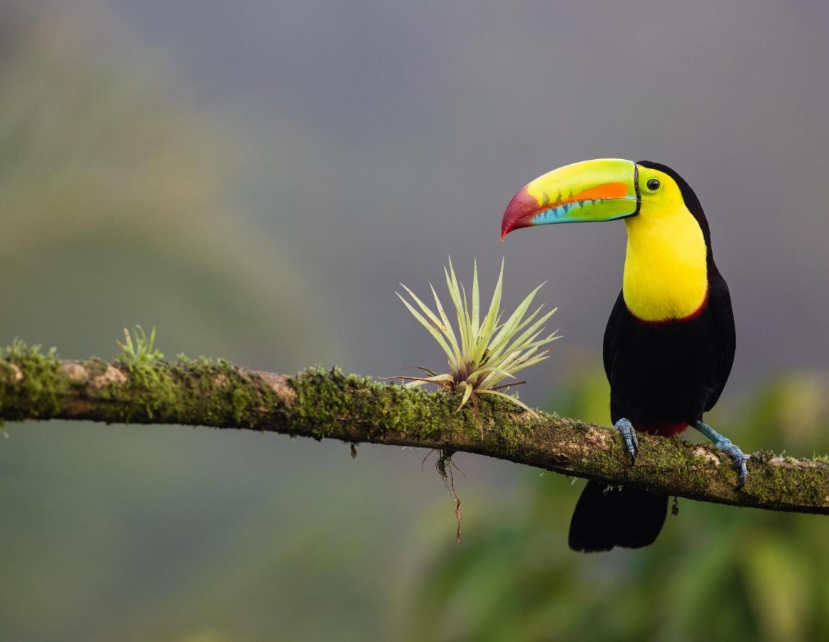 Posada Nena Caribe Puerto Viejo de Talamanca ภายนอก รูปภาพ